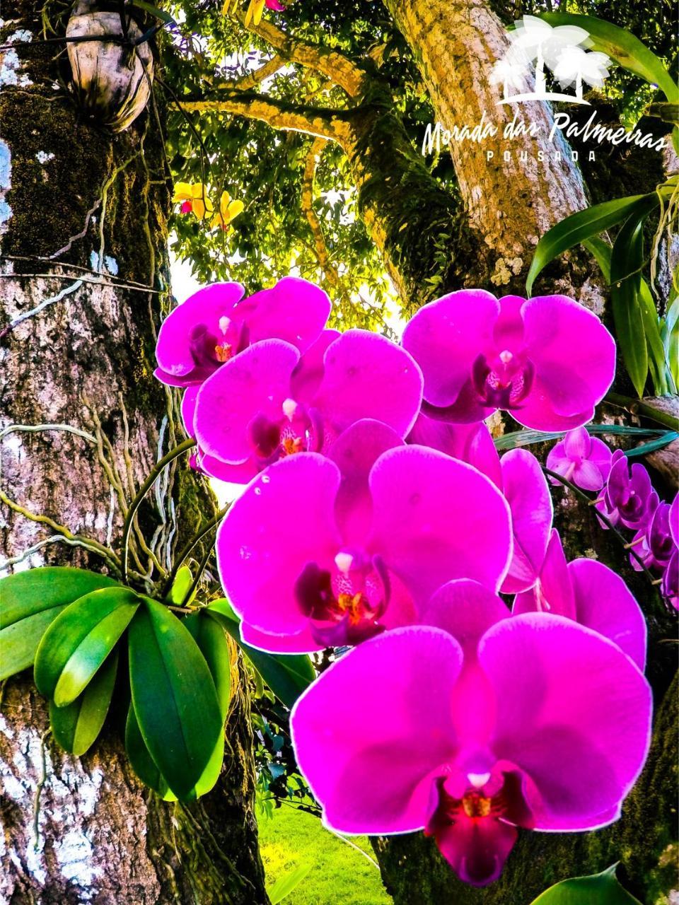 Pensión Morada Palmeiras Barra Grande (Bahia)